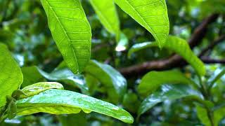 Rain sound, beautyful tree leaf, relaxing moment screenshot 4