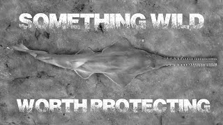 Something Wild Worth Protecting - Exmouth Gulf's Urala Creek & the critically endangered Sawfish