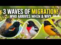 Spring Bird Migration Explained: The 3 Waves of Arrivals
