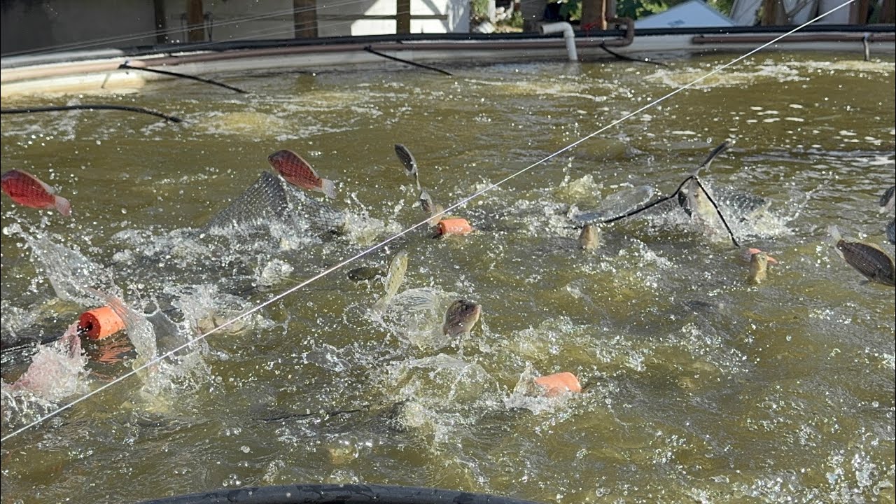 VEJAM O QUE ACONTECEU COM NOSSOS ALEVINOS 😰