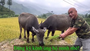 CẢNH ĐẸP BẢN LUỐC HOÀNG SU PHÌ HÀ GIANG