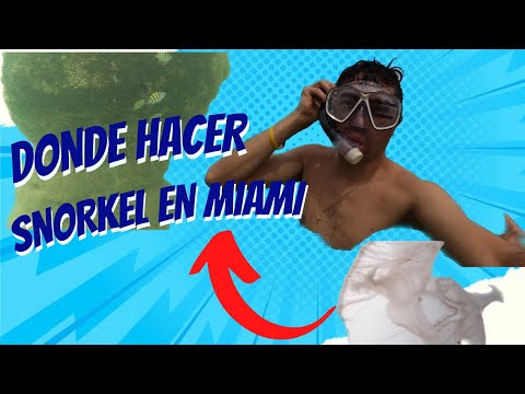 Video: Dónde hacer snorkel en Miami