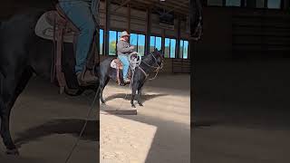 Everyone should do this with their horse! #horsemanship