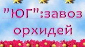 Орхидеи,узамба́рские фиалки,Самара🌺