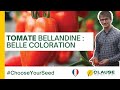 Pourquoi choisir la tomate bellandine   chooseyourseed  hmclause