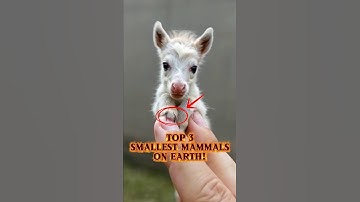 Top 3 Smallest Mammals on Earth, and the last one will Blow your Mind!😲 #shorts