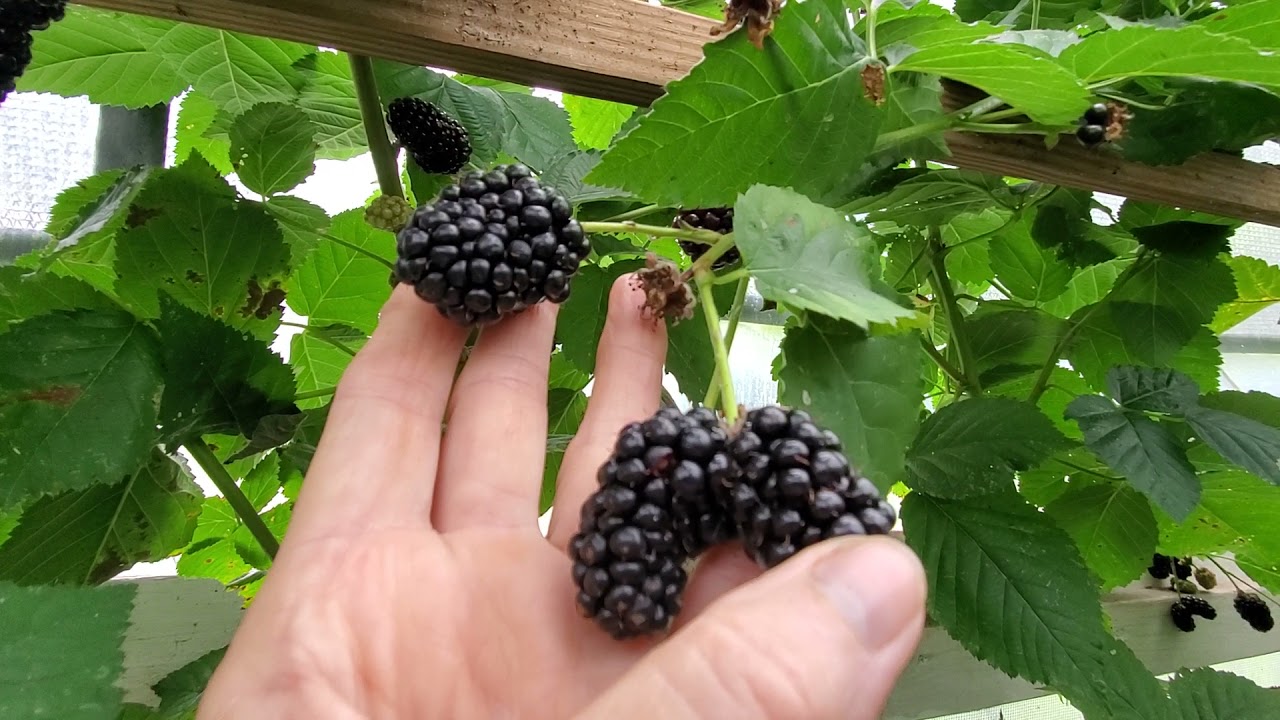 GIANT Blackberries Produce SECOND Crop! - YouTube