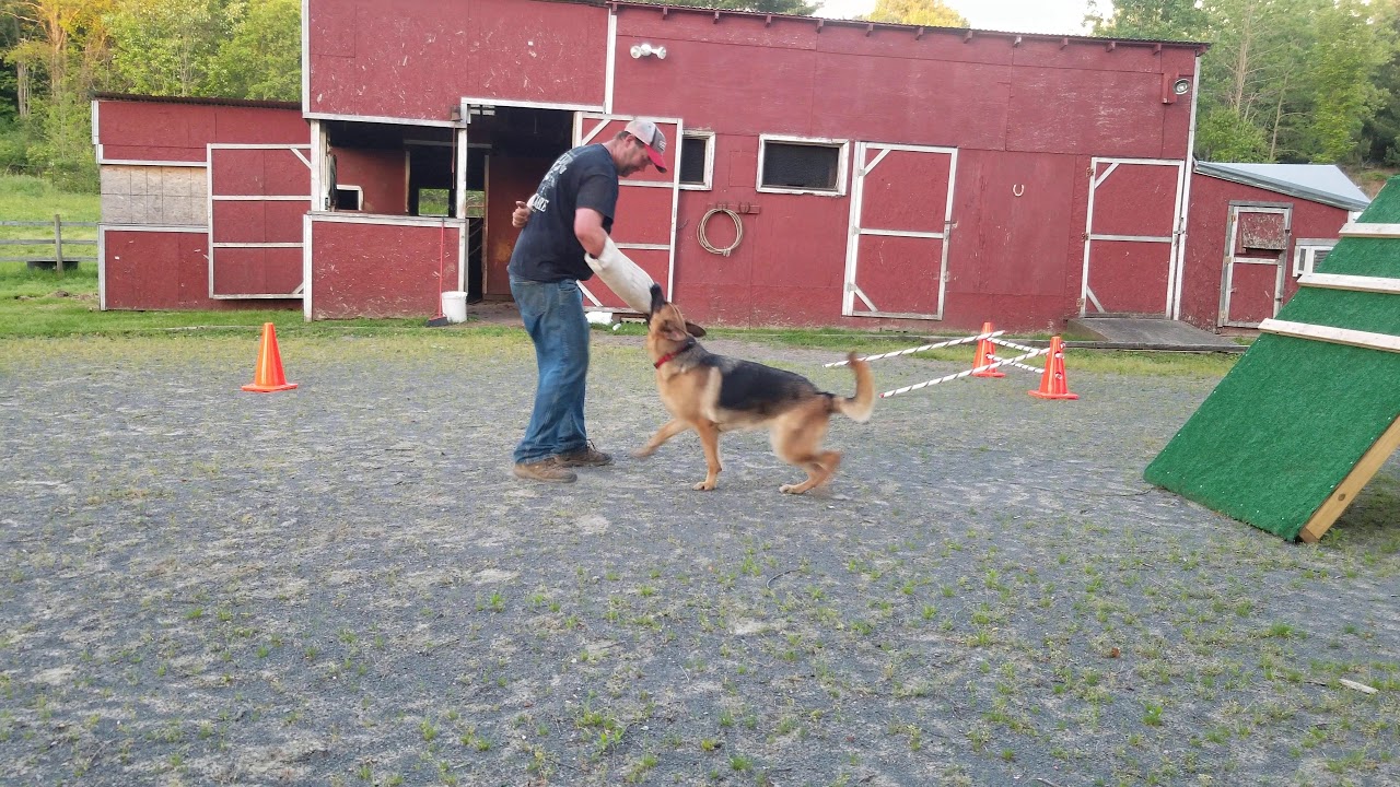 dog training YouTube