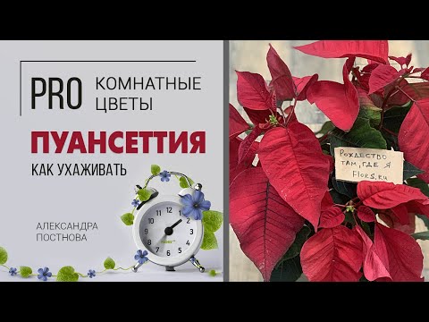 Видео: История пуансеттии: узнайте об истории цветка пуансеттии