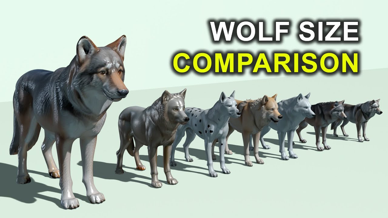 Get Ready to Be AMAZED by These 3D WOLF Size Comparisons! YouTube