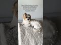 I Can't Stop Telling Her She's Cute 💅✨ | Frankie Tails Yorkie