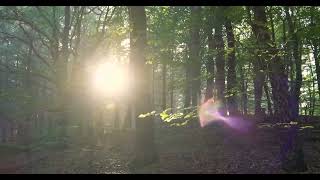 🌲 Serene Forest Aerial - 4K Nature Relaxation for Deep Sleep 🌳