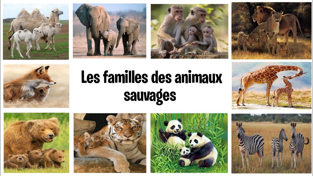 عائلات الحيوانات المتوحشة بالفرنسية Les familles des animaux sauvages