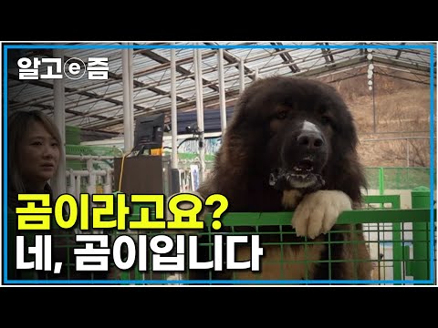 초대형견 <strong>오브차카</strong> 곰이와 제우스! 인사조차 하기 힘들어진 거대한 야수들 왜 이렇게 화가 났을까｜세상에 나쁜 개는 없다｜알고e즘