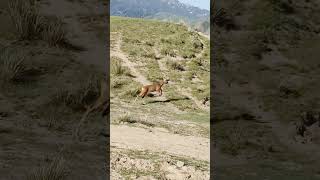 Un astuto cervatillo saltó una valla y escapó. Fue captado accidentalmente por la cámara.