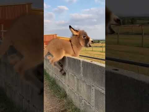 Baby Donkey Tries to Balance… Too Funny