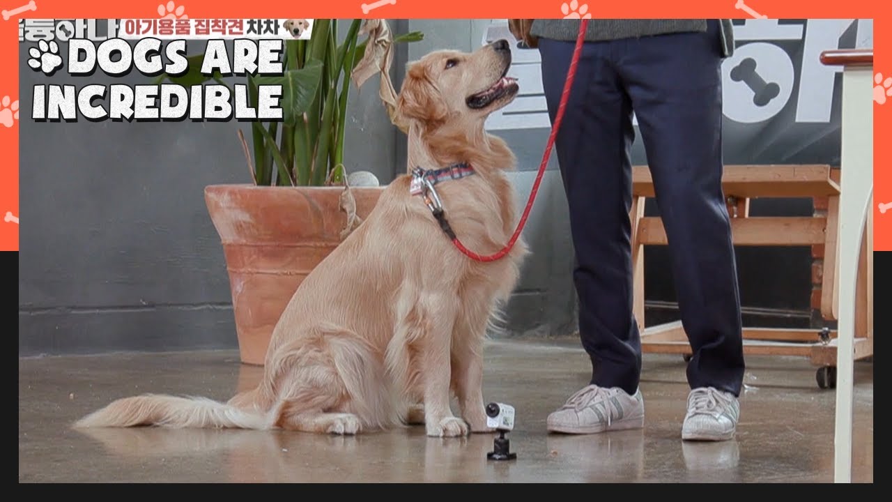 Chacha loves pacifiers and baby bottle caps (Dogs are incredible) | KBS WORLD TV 201125