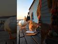 "Give Me Some Too!" The Ignored Duck's Fiery Revenge 🐟🤣