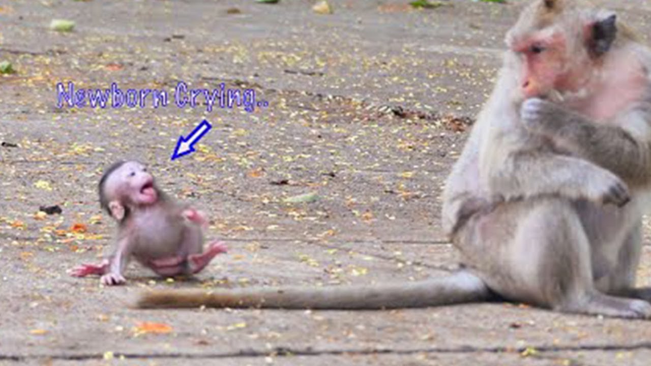 Lazy Baby Crying So Much  Angry Mom Leave Him Alone _ Baby Can’t Follow Mom ,Need Mom Pick Up