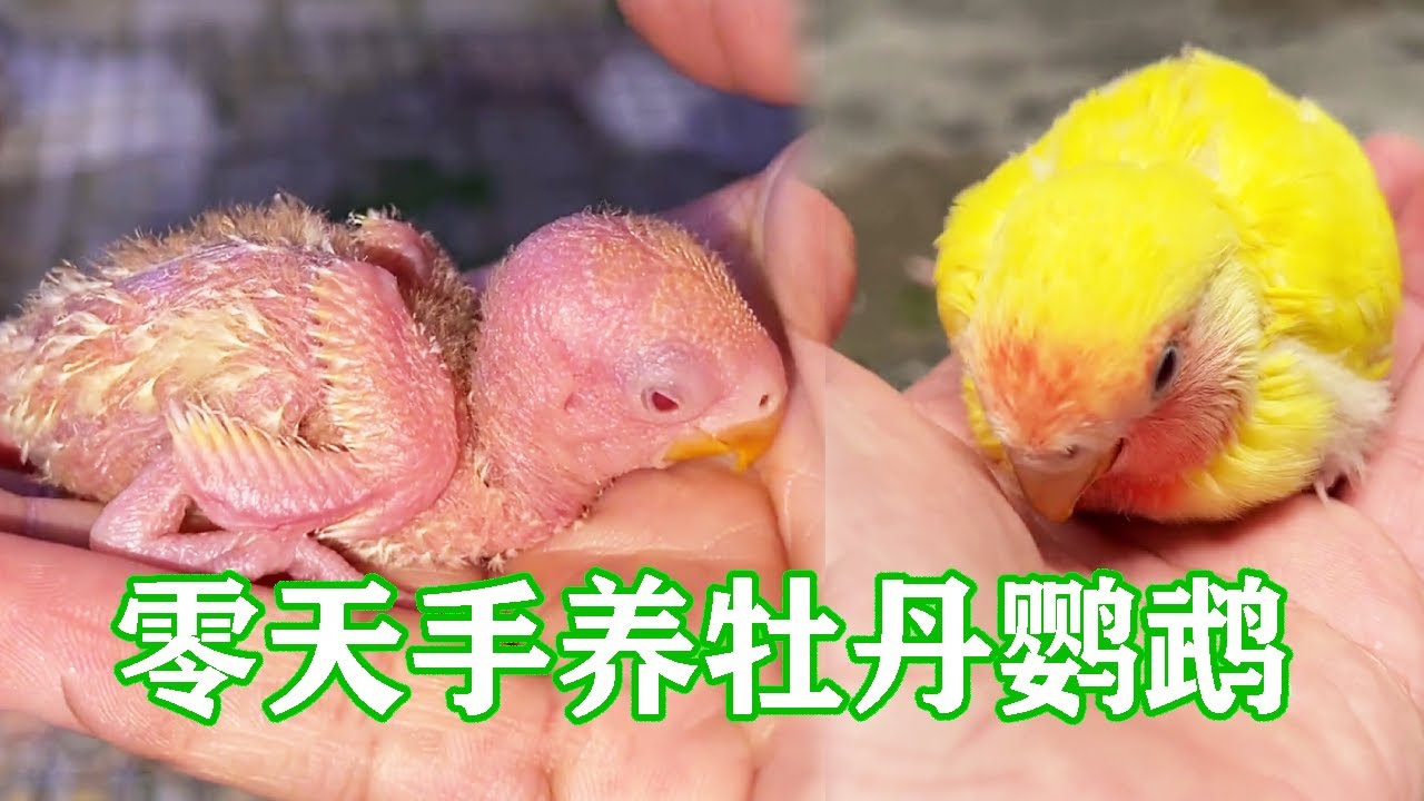 【零天手养牡丹鹦鹉完整版】超励志的小鹦鹉！小时候误食玉米芯，还长成个小胖子【一只小皮皮呀】