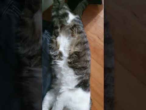 발라당 고양이