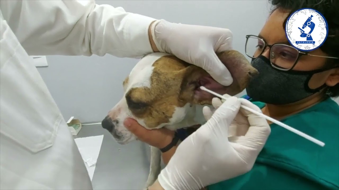 PRÁCTICA 19. TOMA DE MUESTRA CITOLÓGICA (HISOPADO)