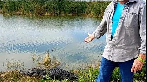 Jak dlouho může aligátor zůstat ležet?