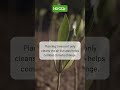 Planting Trees for Cleaner Air with N0co2