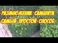 Самшит  размножение черенками самый простой доступный и быстрый способ Самшиты в контейнерах