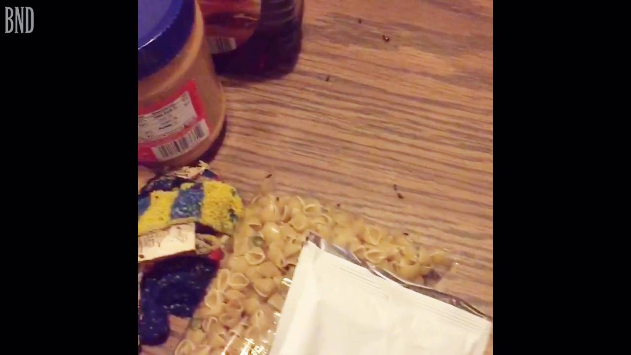 Apartment Building Has Roaches roaches infest apartment, $600 a month rent ,belleville illinois Apartment Building Has Roaches roaches infest apartment, $600 a month rent ,belleville illinois