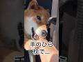 ’26.5.10 朝から…甘える力丸… #柴犬 #shibainu #柴犬のいる暮らし #柴犬の日常 #車中泊犬 #甘える犬 #力丸