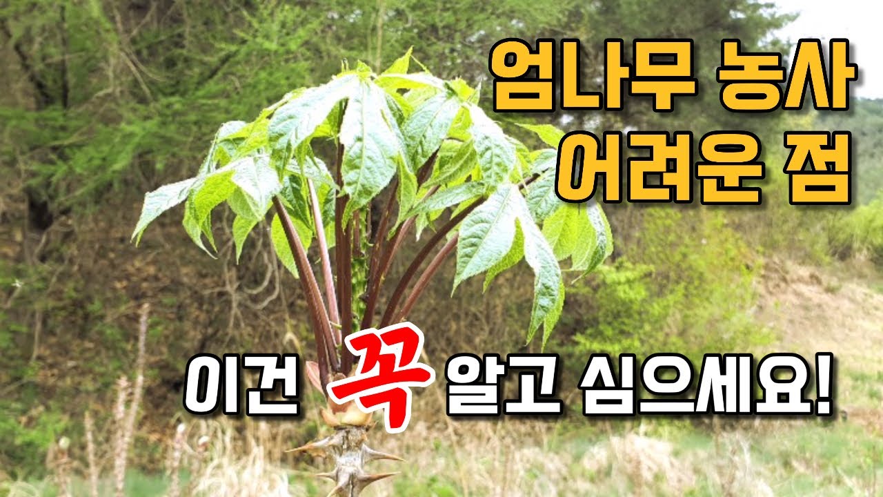 부수입용으로 심었던 엄나무 용돈벌이도 못하고 끝난 슬픈 이야기