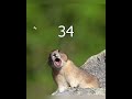 This pika squeaks 59 times in a roll before slowly ending it with one last cute call.