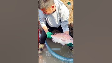 Được hôm đi bắt hải sản thì tóm được con cá độc lạ | Review bắt hải sản #shorts #sanbathaisan