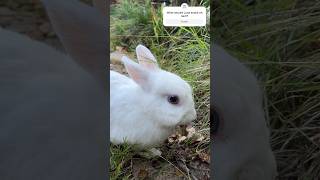 Calming Bunny: Snacking Crunchy Leaves | Bunny Tv 🍁🐰