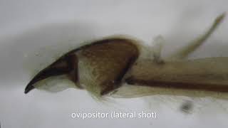 Dissecting Darkling Beetles Ovipositor