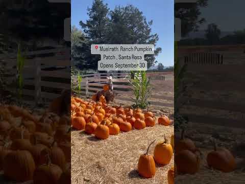 Cougar Mountain Pumpkin Patch 46