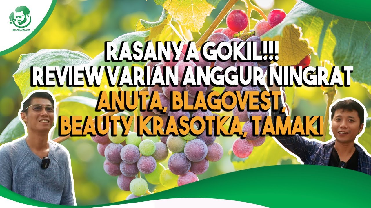 PENASARAN RASA ANGGUR BLAGOVEST & VARIAN NINGRAT LAINNYA. KOLEKSI ANGGUR VARIAN TERBARU ADA DI SINI