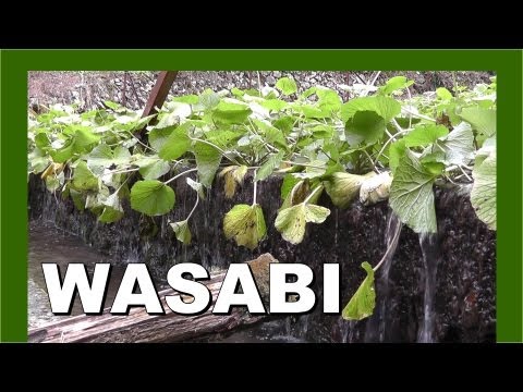🚶‍♂️ Japan Wasabi terrace waterfall 日本わさびテラス滝 - Walking in Japan 日本でのウォーキング