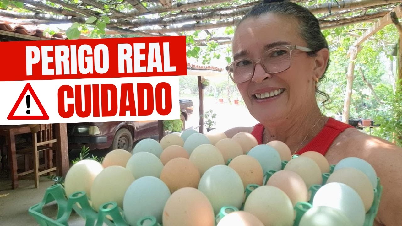 Maior ERRO na criação: uso constante de antibióticos nas galinhas -  perigos REAIS para VOCÊ TAMBÉM