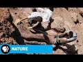 Dinosaur Bone Discoveries and Insights