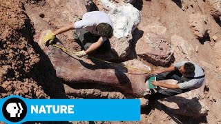 NATURE |  Raising the Dinosaur Giant | Preview | PBS