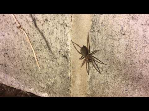 Hobo Spider AKA Aggressive House Spider