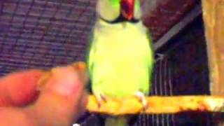 Ожереловые попугаи by Александрийские ожереловые Попугаи 271 views 6 years ago 31 seconds
