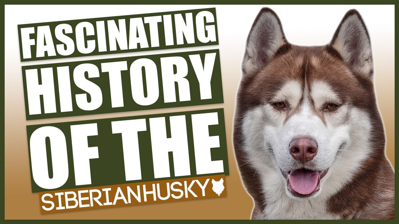 what did huskies evolve from