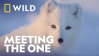 Bracing the Cold | Incredible Animal Journeys | National Geographic WILD UK