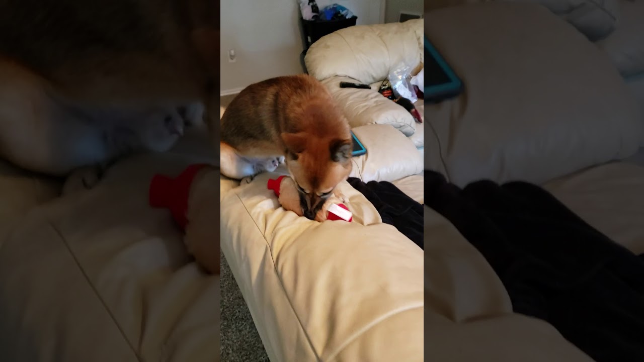 Orion aka Broccolini the Shiba Inu vs. The squeaky hot dog. YouTube