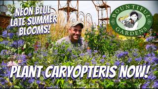 You NEED to Plant Caryopteris (Bluebeard)! 🦋 The Electric Blue Garden Savior