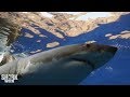 The Top 30 Sharks of Shark Week: Part Two