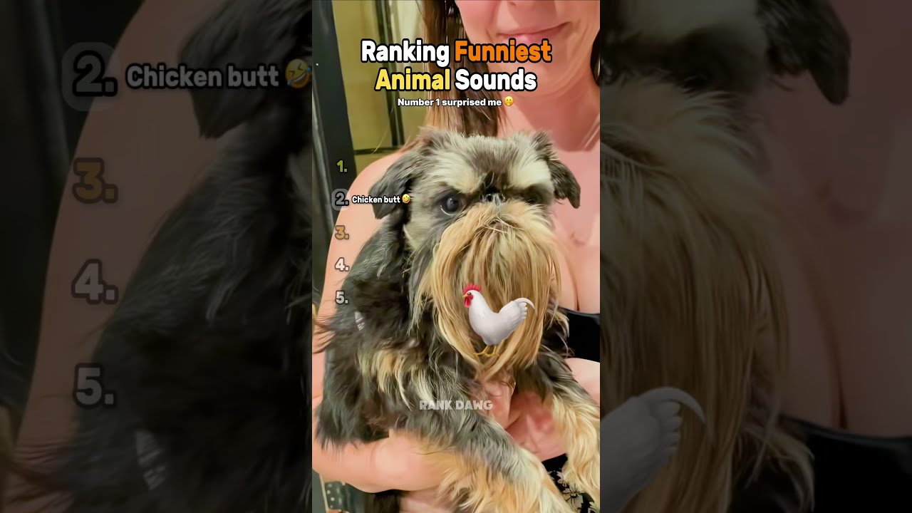 Ranking Funniest Animal Sounds 🤣